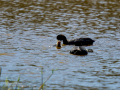 Focha común - Fulica atra - Fotja comuna