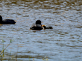 Focha común - Fulica atra - Fotja comuna
