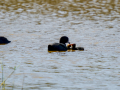 Focha común - Fulica atra - Fotja comuna
