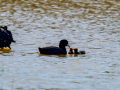 Focha común - Fulica atra - Fotja comuna