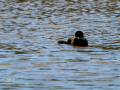 Focha común - Fulica atra - Fotja comuna