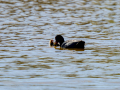 Focha común - Fulica atra - Fotja comuna