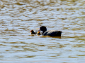 Focha común - Fulica atra - Fotja comuna