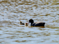 Focha común - Fulica atra - Fotja comuna
