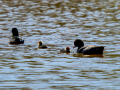 Focha común - Fulica atra - Fotja comuna
