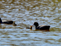 Focha común - Fulica atra - Fotja comuna