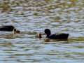 Focha común - Fulica atra - Fotja comuna