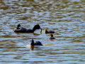 Focha común - Fulica atra - Fotja comuna