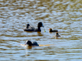 Focha común - Fulica atra - Fotja comuna