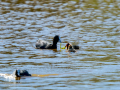 Focha común - Fulica atra - Fotja comuna