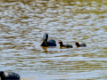 Focha común - Fulica atra - Fotja comuna