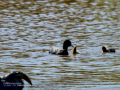Focha común - Fulica atra - Fotja comuna