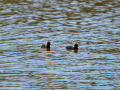 Focha común - Fulica atra - Fotja comuna