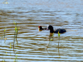 Focha común - Fulica atra - Fotja comuna