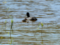 Focha común - Fulica atra - Fotja comuna