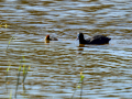 Focha común - Fulica atra - Fotja comuna