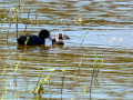 Focha común - Fulica atra - Fotja comuna