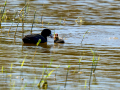 Focha común - Fulica atra - Fotja comuna