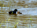 Focha común - Fulica atra - Fotja comuna