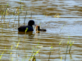 Focha común - Fulica atra - Fotja comuna