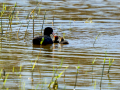 Focha común - Fulica atra - Fotja comuna