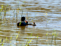 Focha común - Fulica atra - Fotja comuna