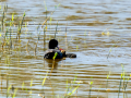 Focha común - Fulica atra - Fotja comuna