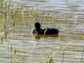 Focha común - Fulica atra - Fotja comuna