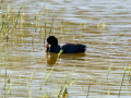 Focha común - Fulica atra - Fotja comuna