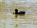 Focha común - Fulica atra - Fotja comuna