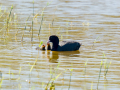 Focha común - Fulica atra - Fotja comuna