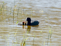 Focha común - Fulica atra - Fotja comuna