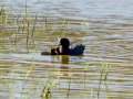 Focha común - Fulica atra - Fotja comuna