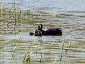 Focha común - Fulica atra - Fotja comuna