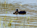 Focha común - Fulica atra - Fotja comuna
