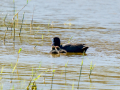 Focha común - Fulica atra - Fotja comuna