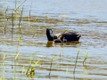 Focha común - Fulica atra - Fotja comuna
