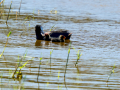 Focha común - Fulica atra - Fotja comuna