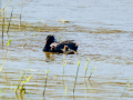 Focha común - Fulica atra - Fotja comuna