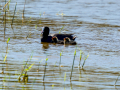 Focha común - Fulica atra - Fotja comuna
