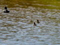 Focha común - Fulica atra - Fotja comuna
