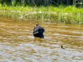 Focha común - Fulica atra - Fotja comuna