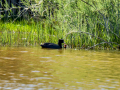 Focha común - Fulica atra - Fotja comuna