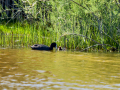 Focha común - Fulica atra - Fotja comuna