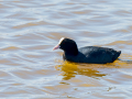 Focha común - Fulica atra - Fotja comuna