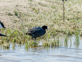 Focha común - Fulica atra - Fotja comuna