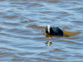 Focha común - Fulica atra - Fotja comuna
