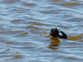 Focha común - Fulica atra - Fotja comuna