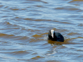 Focha común - Fulica atra - Fotja comuna