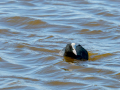 Focha común - Fulica atra - Fotja comuna